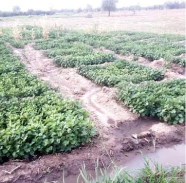 Yobe Irrigation Farmers To Abandon Production, Give Reasons