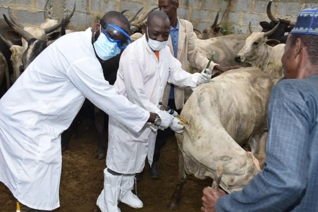 Agric Ministry begins nationwide vaccination against Anthrax
